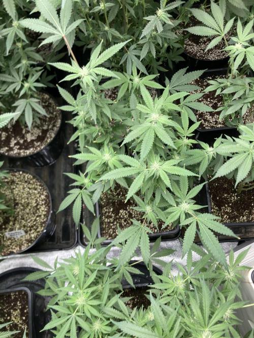 Rainbow Marker Clones (Lit Farms). Week 5