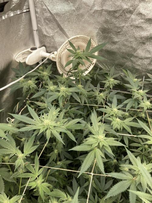 Rainbow Marker Clones (Lit Farms). Week 5