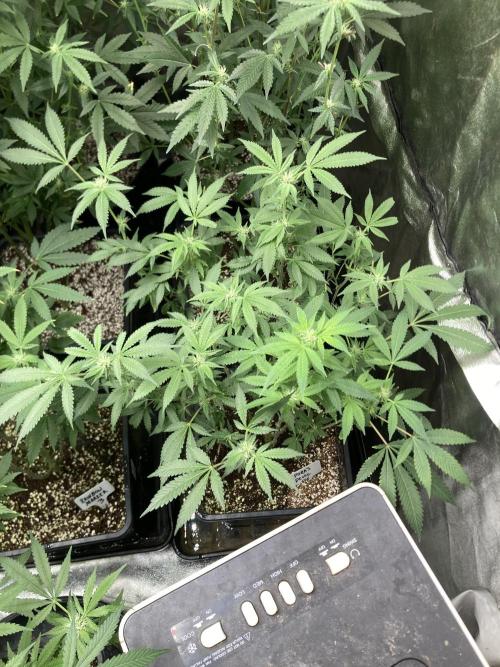 Rainbow Marker Clones (Lit Farms). Week 5