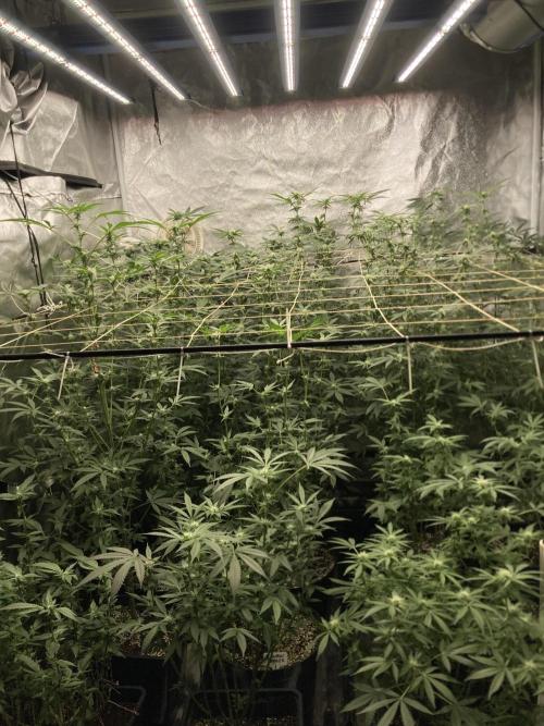 Rainbow Marker Clones (Lit Farms). Week 5