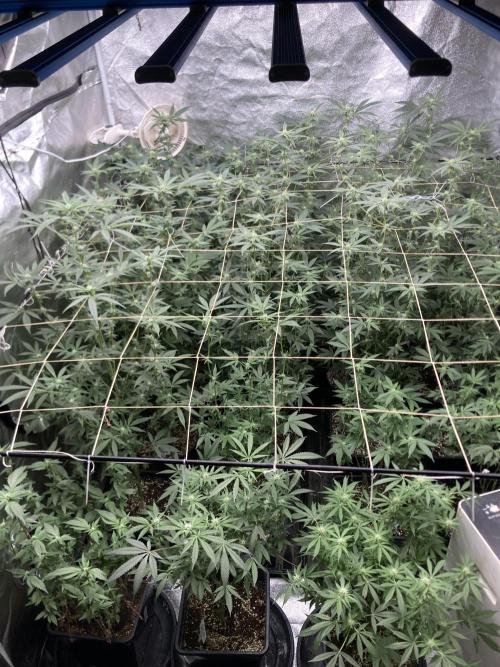 Rainbow Marker Clones (Lit Farms). Week 5