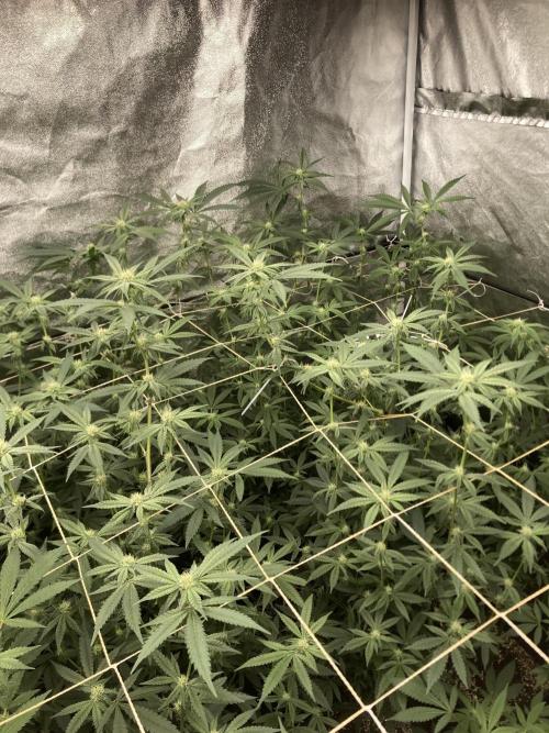 Zoy Sauce Clones (my Cut). Week 5