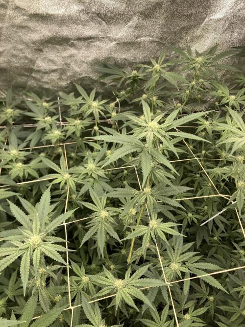 Zoy Sauce Clones (my Cut). Week 5