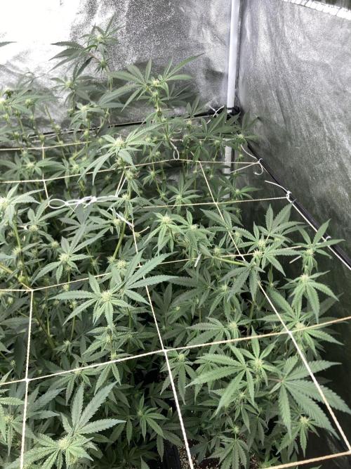 Zoy Sauce Clones (my Cut). Week 5