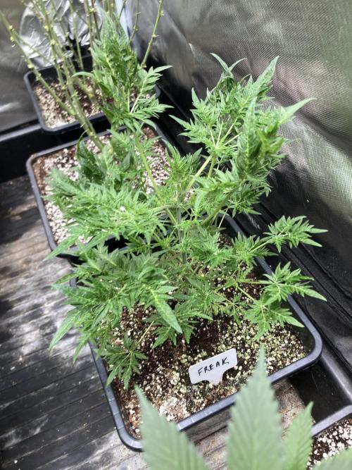Frosty’s Purple Freak (Khalifa). Week 9