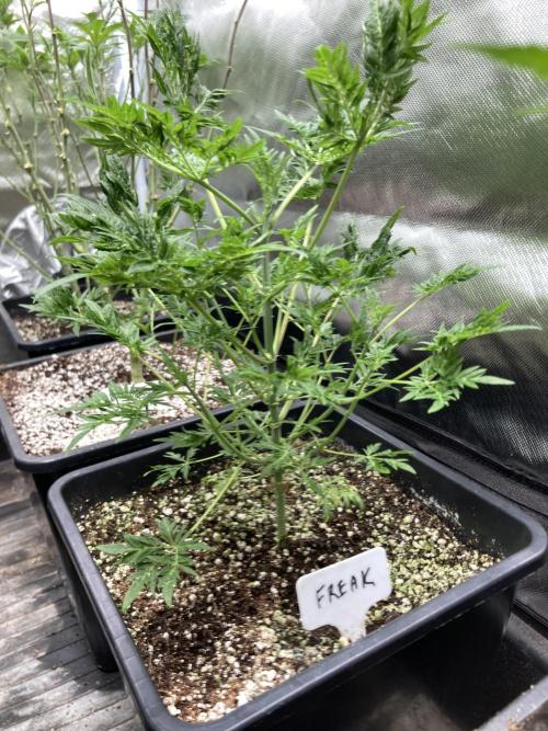 Frosty’s Purple Freak (Khalifa). Week 9