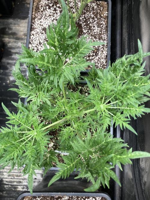 Frosty’s Purple Freak (Khalifa). Week 9