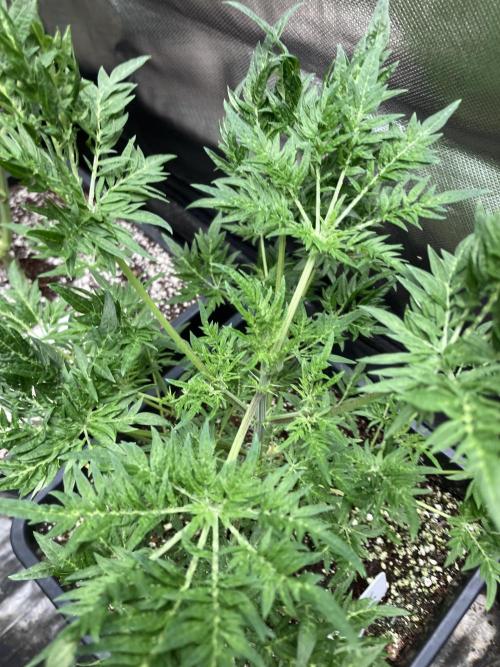 Frosty’s Purple Freak (Khalifa). Week 9