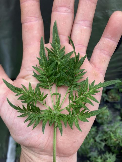 Frosty’s Purple Freak (Khalifa). Week 9