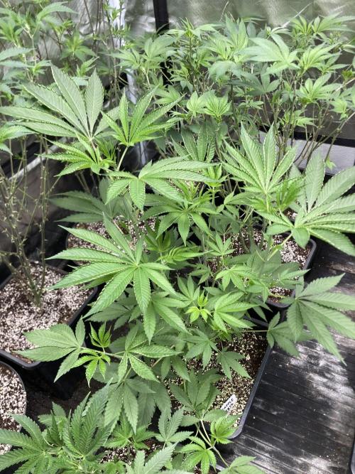 Pineapple Mojito S1. Week 9