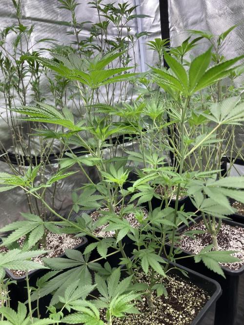 Pineapple Mojito S1. Week 9