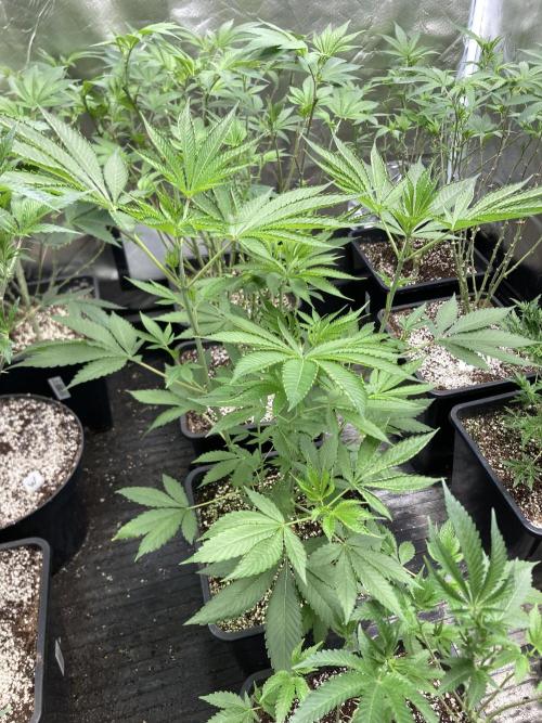 Pineapple Mojito S1. Week 9