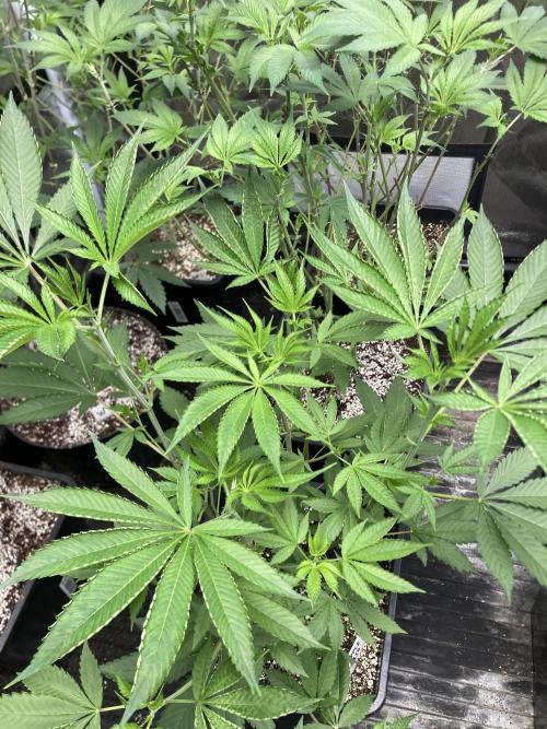 Pineapple Mojito S1. Week 9