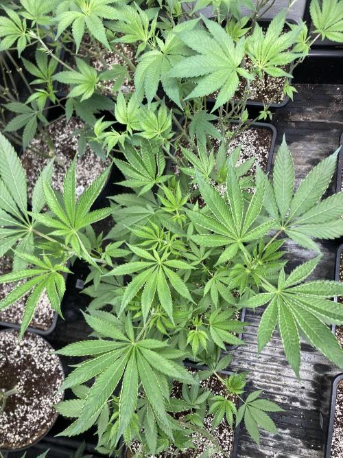 Pineapple Mojito. Week 9