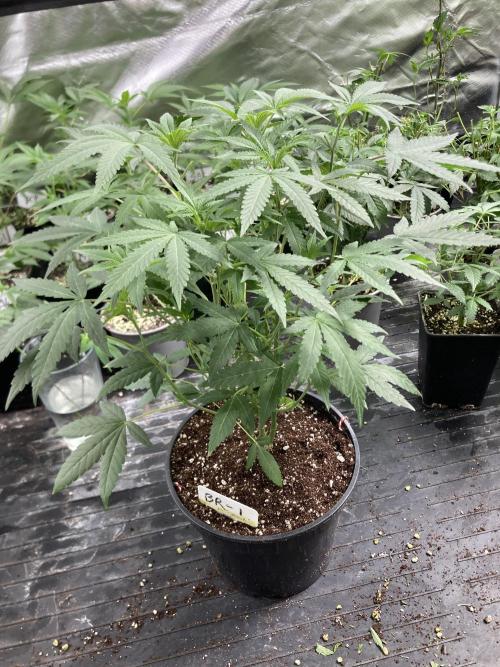 Black Rainbow (LIT Farms). Week 12