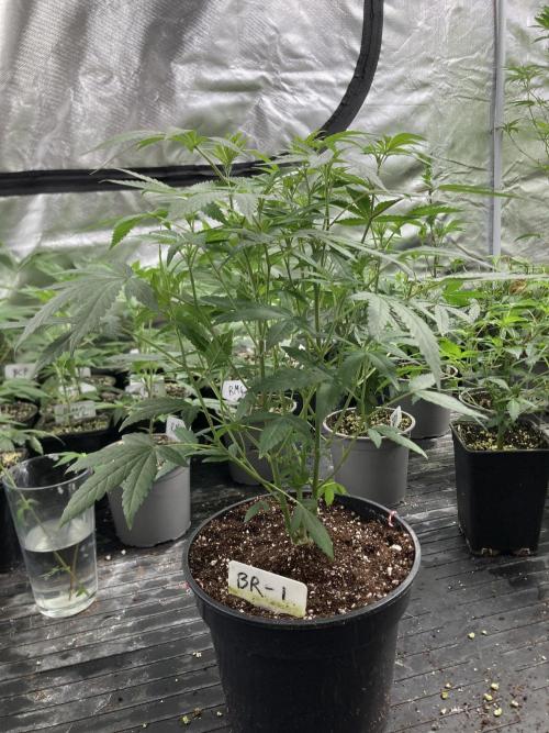 Black Rainbow (LIT Farms). Week 12