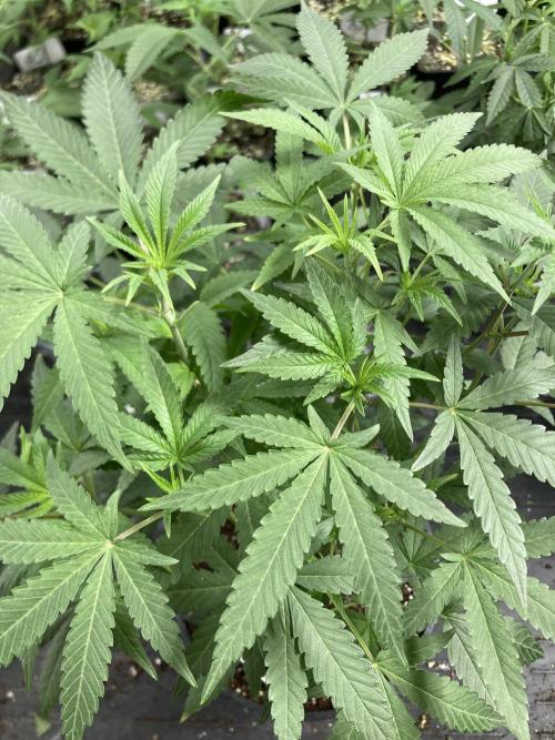 Black Rainbow (LIT Farms). Week 12