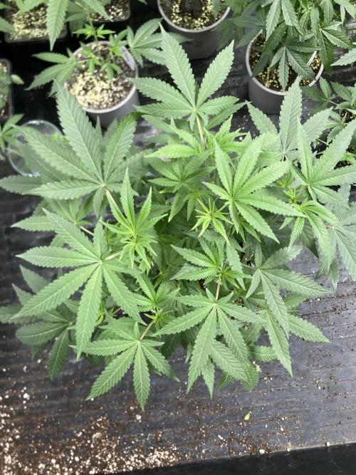 Black Rainbow. Week 12