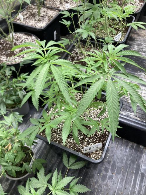Apples & Bananas x Zoda (Umami Seed Co). Week 9