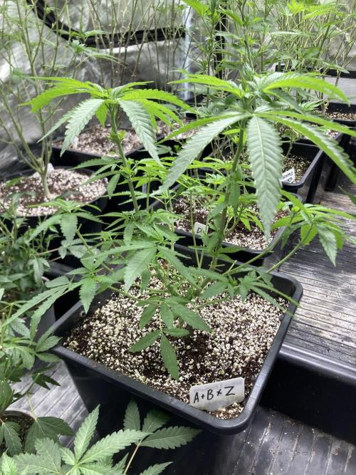 Apples & Bananas x Zoda (Umami Seed Co). Week 9