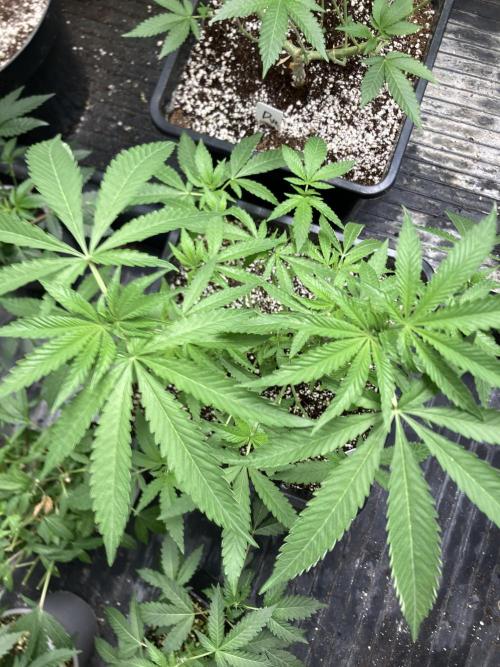 Apples & Bananas x Zoda . Week 9