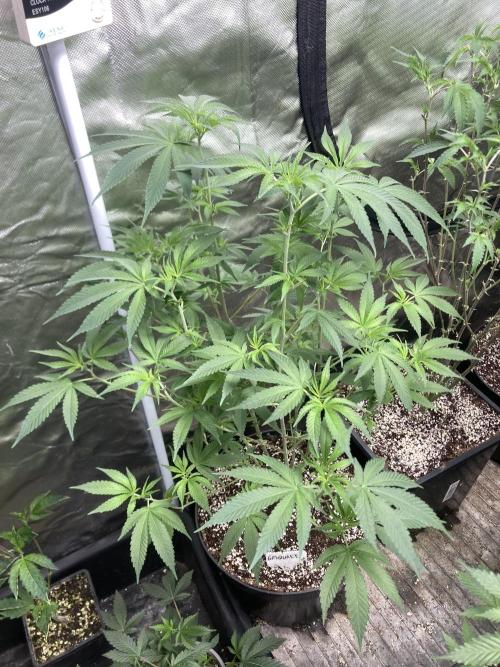 GasQuake (In House Genetics). Week 13