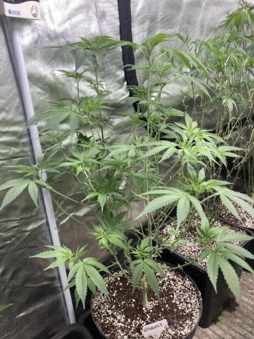 GasQuake (In House Genetics). Week 13