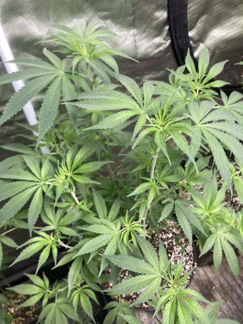 GasQuake (In House Genetics). Week 13