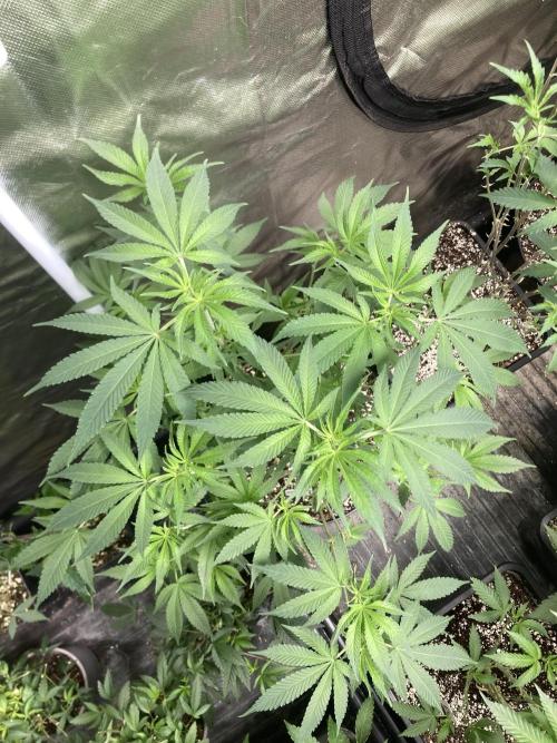GasQuake (In House Genetics). Week 13