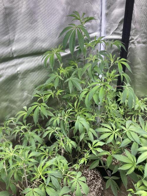Windu (Wizard Trees). Week 13