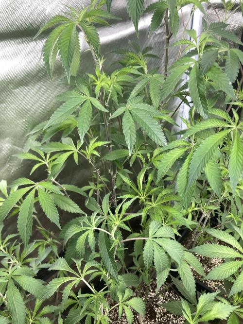 Windu (Wizard Trees). Week 13