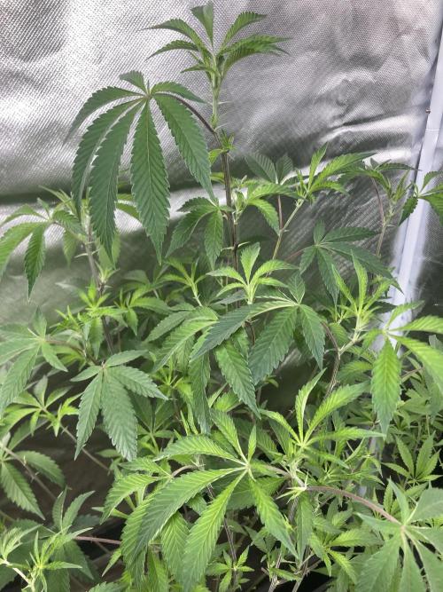 Windu (Wizard Trees). Week 13