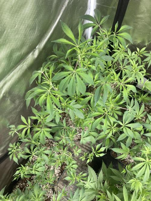 Windu. Week 13
