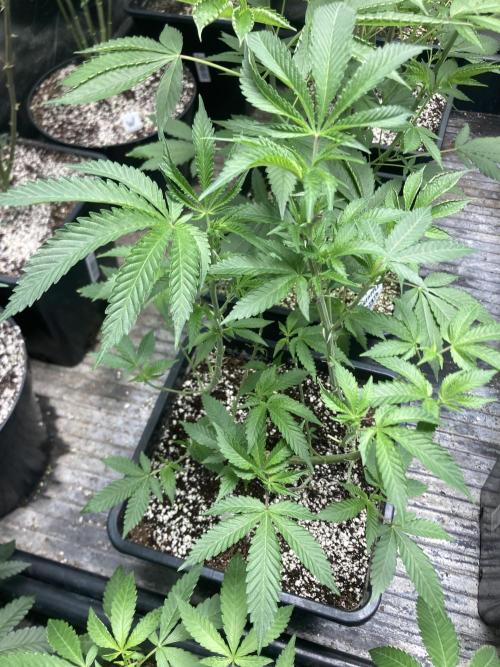 Do-lato V2 (In House Genetics). Week 13