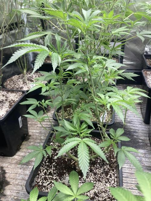 Do-lato V2 (In House Genetics). Week 13