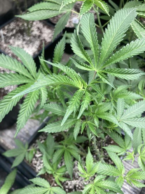 Do-lato V2 (In House Genetics). Week 13