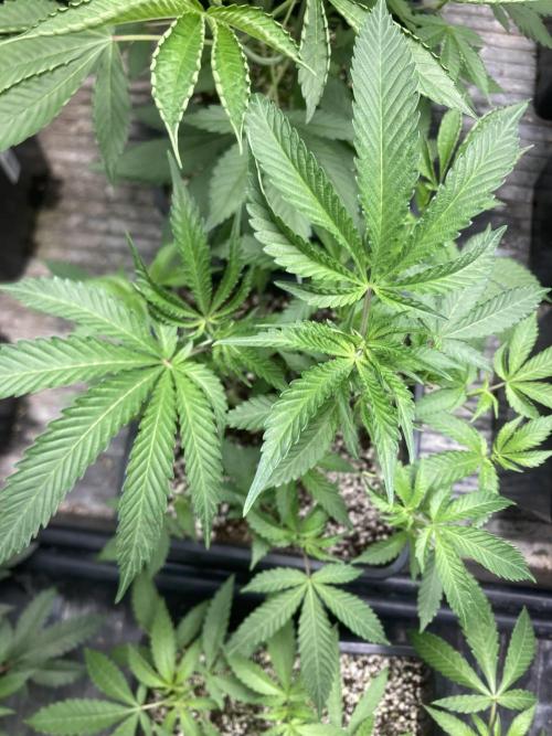 Do-lato V2 (In House Genetics). Week 13