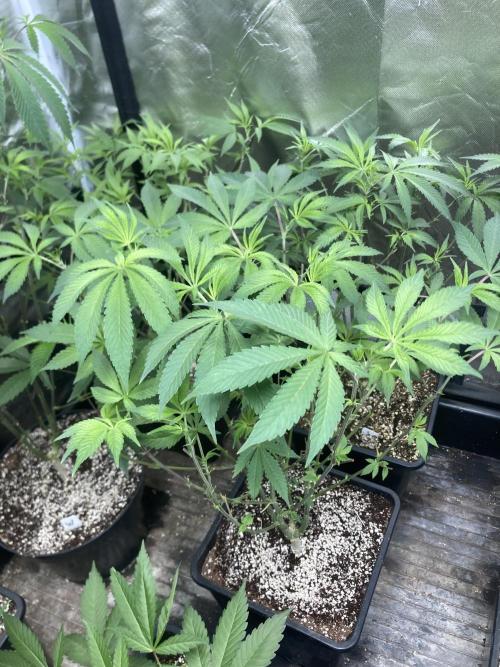 Jelly Breath S1 (In House Genetics). Week 13