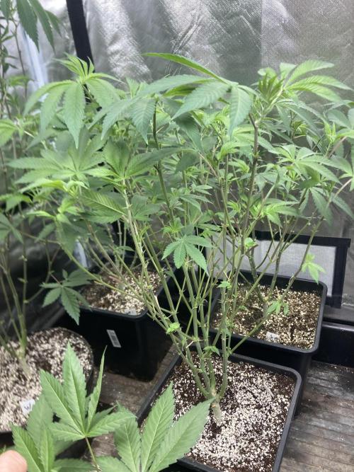 Jelly Breath S1 (In House Genetics). Week 13