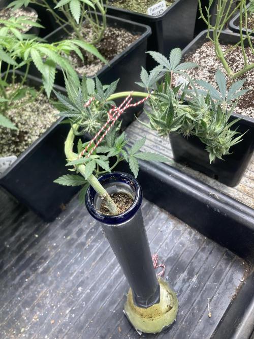 Double Smile (Mephisto Genetics). Week 8