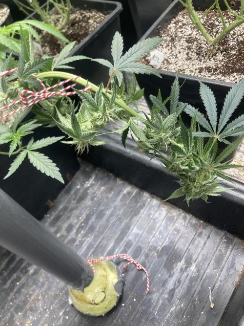 Double Smile (Mephisto Genetics). Week 8