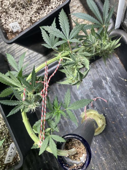 Double Smile (Mephisto Genetics). Week 8