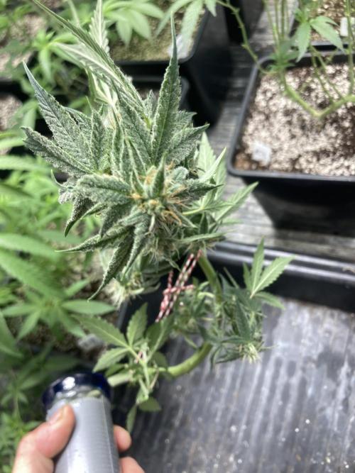 Double Smile (Mephisto Genetics). Week 8