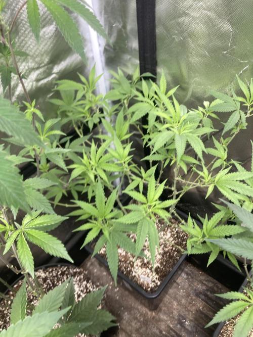 White Rhino (Green House Seeds). Week 13