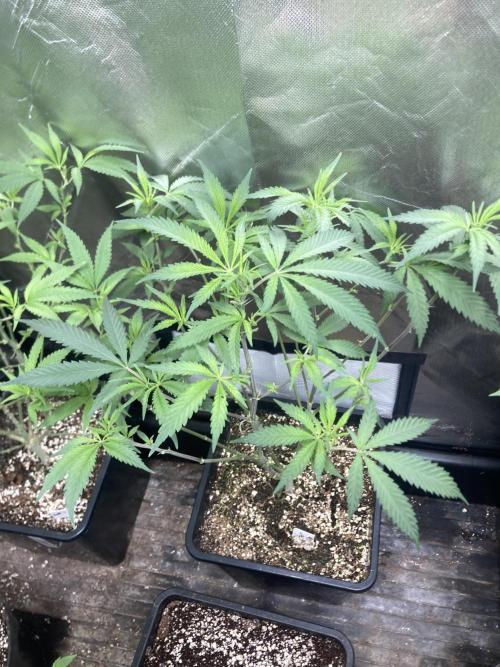 White Rhino (Green House Seeds). Week 13