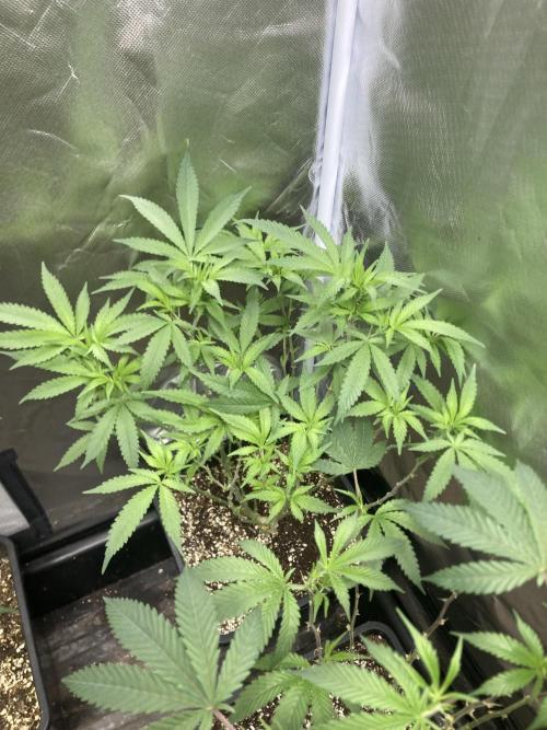 White Rhino (Green House Seeds). Week 13