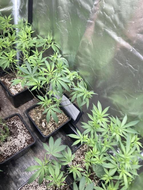 White Rhino (Green House Seeds). Week 13