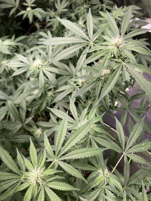 Strawberry Ak (Serious Seeds). Week 13