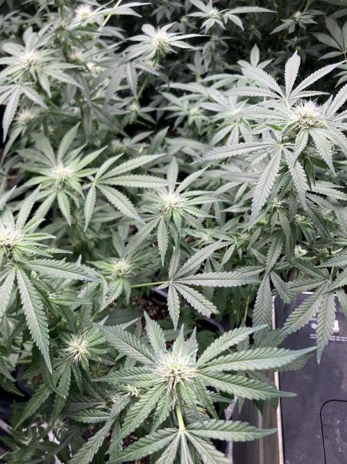 Strawberry Ak (Serious Seeds). Week 13