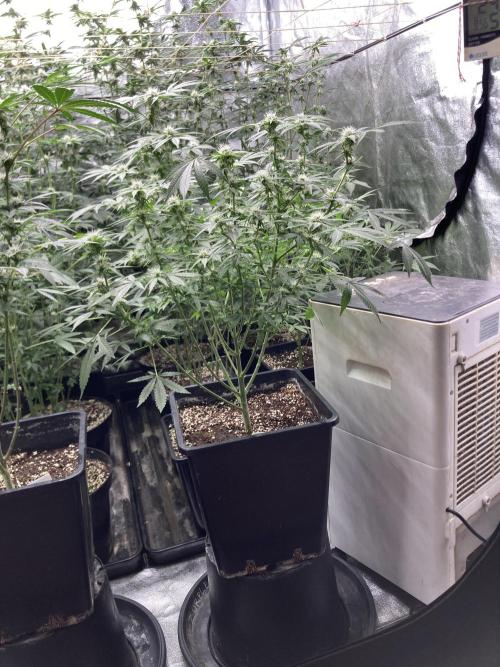 Strawberry Ak (Serious Seeds). Week 13